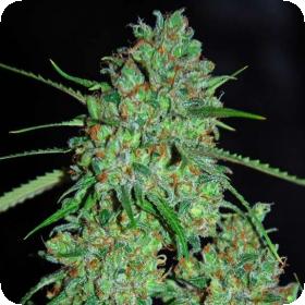 White Critical Feminised Seeds White Critical Feminised Seeds