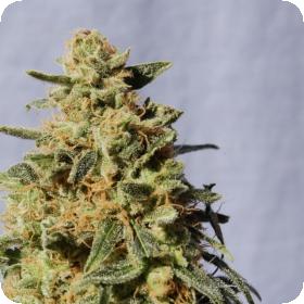 White Domina Feminised Seeds