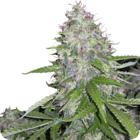 White Dwarf Auto Regular Seeds White Dwarf Auto Regular Seeds