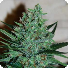 White Lavender Feminised Seeds White Lavender Feminised Seeds