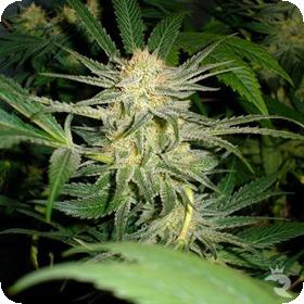 White Widow Medical Cannabis Seeds Jpg