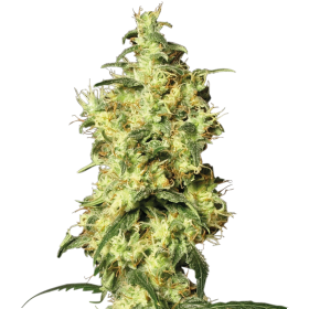 White Widow Automatic Jpg