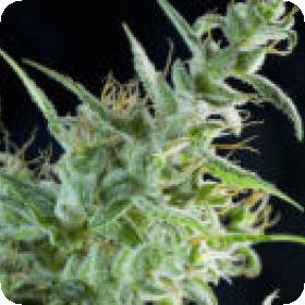 White Bhutanese Feminised Seeds White Bhutanese Feminised Seeds