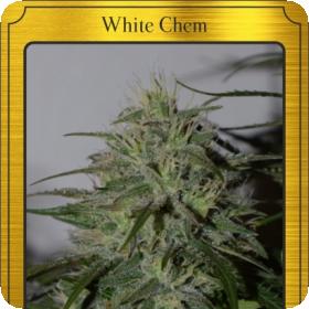 White Chem Auto Feminised Seeds White Chem Auto Feminised Seeds