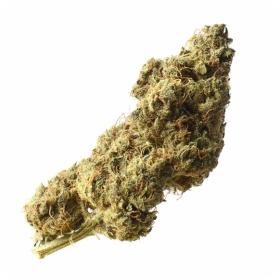 White Choco Haze Feminised Seeds