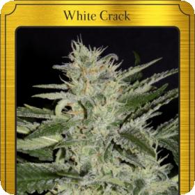 White Crack Auto Feminised Seeds White Crack Auto Feminised Seeds