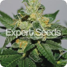 White Gold Feminised Seeds