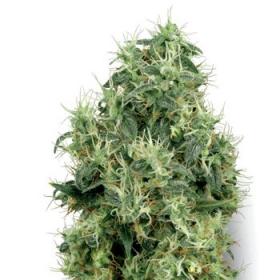 White Gold Feminised Seeds