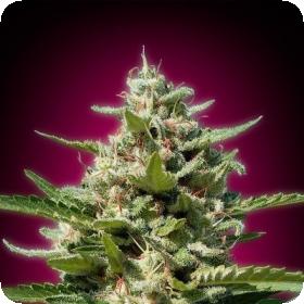White Kush Feminised Seeds