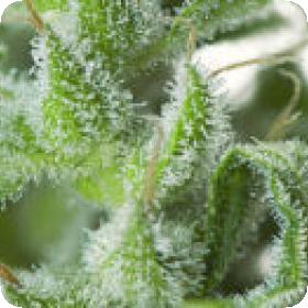 White Magic Feminised Seeds White Magic Feminised Seeds