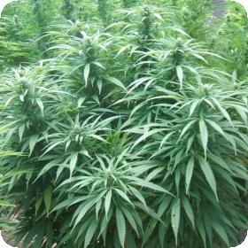 White Rhino Regular Seeds White Rhino Regular Seeds