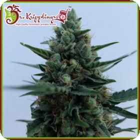 White Rush Auto Feminised Seeds White Rush Auto Feminised Seeds