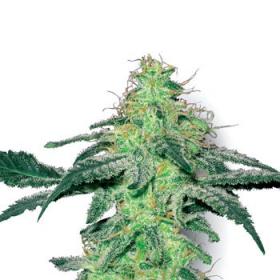 White Skunk Feminised Seeds White Skunk Feminised Seeds