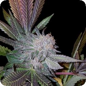 White Strawberries Feminised Seeds