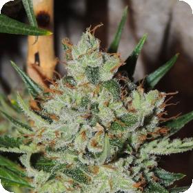 White Sumo Regular Seeds White Sumo Regular Seeds