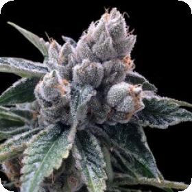 White Walker Kush Feminised Seeds