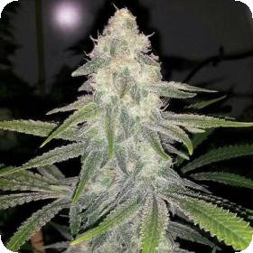 White Widow Feminised Seeds