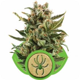 White Widow Automatic Feminised Seeds White Widow Automatic Feminised Seeds