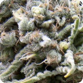 White Widow CBD Auto Feminised Seeds