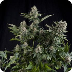 White Widow Cbd Feminised Cannabis Seeds Pyramid Cannabis Seeds 0