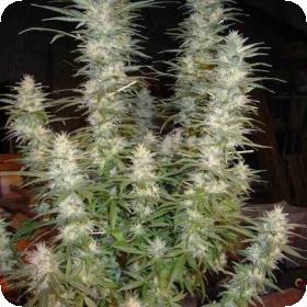 White Widow XTRM - feminized - marijuana - seeds - seed