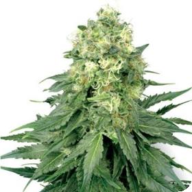 White Widow Feminised Cannabis Seeds Sensi White Label 0