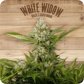White Widow Feminised Seeds White Widow Feminised Seeds