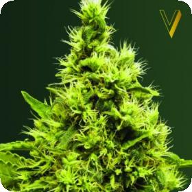 White Widow Feminised Seeds