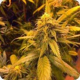 White Widow x SCBDX Feminised Seeds