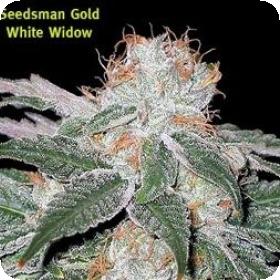 White Widow Regular Seeds White Widow Regular Seeds
