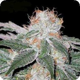 White Widow Feminised Seeds White Widow Feminised Seeds