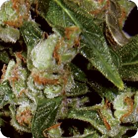 Widow Auto Feminised Seeds Widow Auto Feminised Seeds