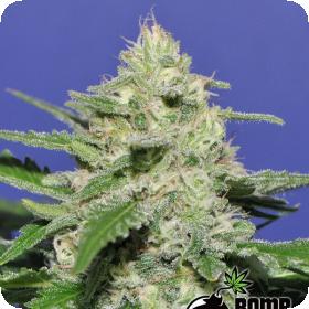 Widow Bomb Regular Seeds Widow Bomb Regular Seeds
