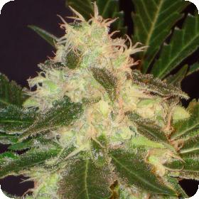 Widow Feminised Seeds