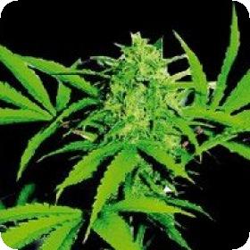 Wild Thailand Regular Seeds