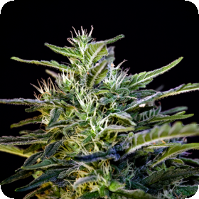 Wombat Feminised Seeds Wombat Feminised Seeds