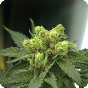 Wonder Woman Feminised Seeds Wonder Woman Feminised Seeds
