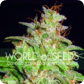 Mazar x White Rhino Feminised Seeds