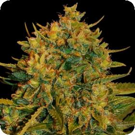 Northern Light x Big Bud Feminised Seeds
