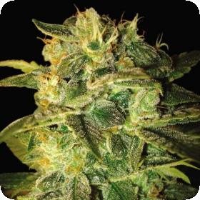 Sugar Mango Ryder Autoflowering Feminised Seeds