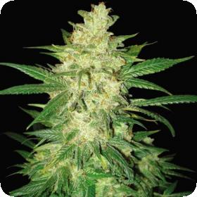 Sweet Coffee Ryder Autoflowering Feminised Seeds