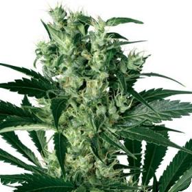 X-Haze Feminised Seeds X-Haze Feminised Seeds