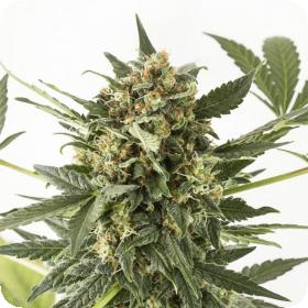 Kush - N - Cheese Auto Feminised Seeds Kush - N - Cheese Auto Feminised Seeds