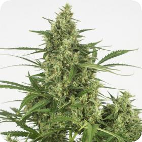 Critical + 2.0 Auto Feminised Seeds Critical + 2.0 Auto Feminised Seeds