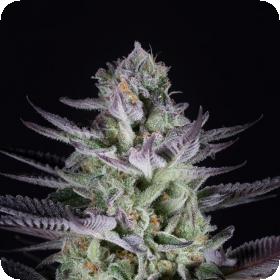 Blueberry Cookies Feminised Seeds Blueberry Cookies Feminised Seeds
