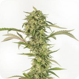 OG Kush CBD Auto Feminised Seeds OG Kush CBD Auto Feminised Seeds