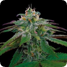 X18 Pure Pakistani Regular Seeds X18 Pure Pakistani Regular Seeds