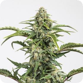 Dinamed Kush CBD Auto Feminised Seeds Dinamed Kush CBD Auto Feminised Seeds