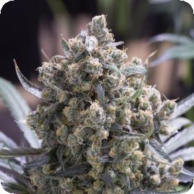 Xfast Flowering Green Crack Jpg