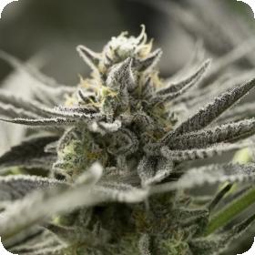 Xfast Flowering Ogkz Jpg
